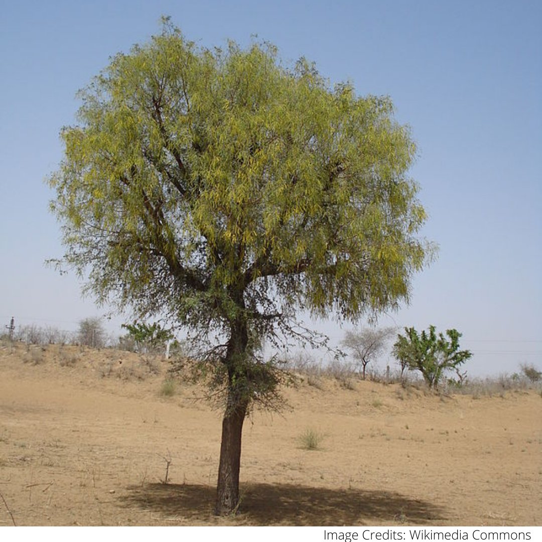 Sahapedia's tweet photo. #RootsofRajasthan | #Khejri is one of the most common tree species found in #India. It plays a vital role in preserving the #ecosystem of arid & semi-arid areas, mainly in the #TharDesert. Learn more about this tree: https://t.co/cURcD4hN91
@rajasthanroyals @RoyalRajasthanF https://t.co/fiZ2dpAGcQ