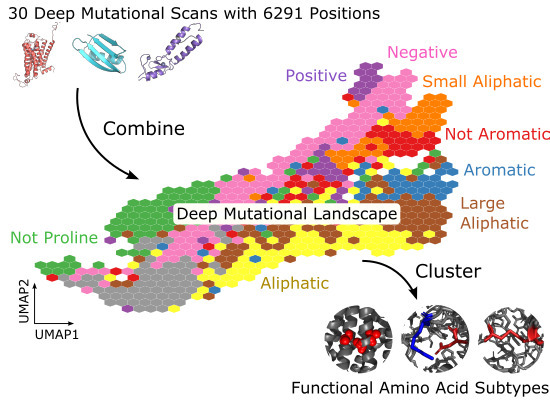 MolSystBiol's tweet photo. #DeepMutationalScanning data (covering 6,291 positions in 30 proteins) are combined & the consequences of mutation at each position are used to define a mutational landscape & explore aa functions --> https://t.co/9VrOB9tEFZ @pedrobeltrao @Ally_Dunham @emblebi #ProteinStructure https://t.co/H25A3ob8VD