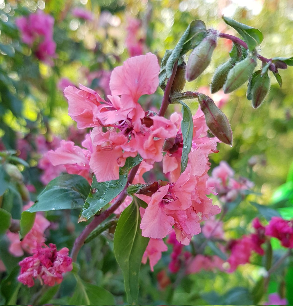 quittengold's tweet photo. Clarkien ( Mandelröschen) sind so hübsch🌸 #naturgarten https://t.co/CpN2VaEWvI