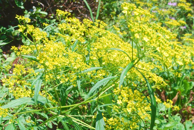ハローあおい 君の名は 7月22日撮影 シャクナゲの園で咲いていた花丈の低い黄色い細かい花 まるで おみなえしの花が地面を覆っている感じだった 君の名は どなたか 御存知の方 教えて下さい お願いします 赤城山 君の名は 渋川市 ハローあおい 君の名は 7月22日撮影 シャクナゲの園で咲いていた花丈の低い黄色い細かい花 まるで おみなえしの花が地面を覆っている感じだった 君の名は どなたか 御存知の方 教えて下さい お願いします 赤城山 君の名は 渋川市