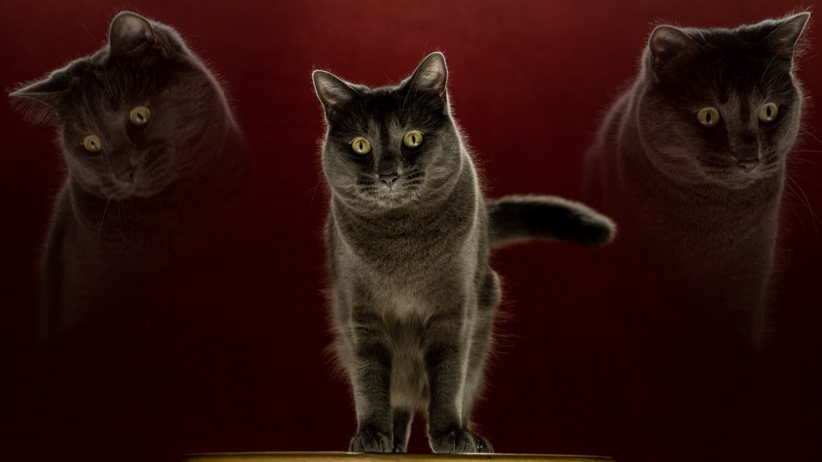920kayl's tweet photo. Dramatic Ari!
Photos are from @kitten_academy's latest blogpost! https://t.co/pDLdWqBbok