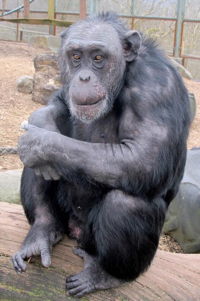 walesape's tweet photo. Join us today in wishing our youngest chimp here at WAMS, cheeky chappie Ronnie a happy 34th birthday. He loves interacting with visitors &amp; using his sign language to tell you to take off your hat, glasses, hoodie, shirts etc &amp; blows raspberries of appreciation  when you do. https://t.co/8MhnzyAYne