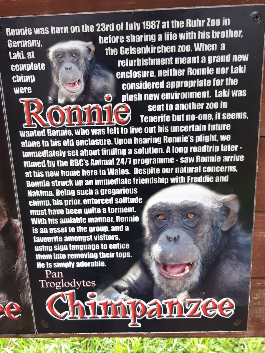 walesape's tweet photo. Join us today in wishing our youngest chimp here at WAMS, cheeky chappie Ronnie a happy 34th birthday. He loves interacting with visitors &amp; using his sign language to tell you to take off your hat, glasses, hoodie, shirts etc &amp; blows raspberries of appreciation  when you do. https://t.co/8MhnzyAYne