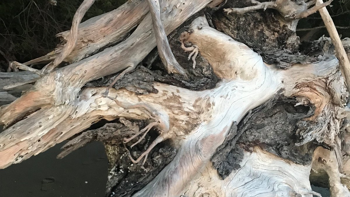 ProfLargent's tweet photo. A study of lines on #BlakeIsland State Marine Park in Washington. #photography #NaturePhotography #Tree #driftwood https://t.co/4HT6Di8395