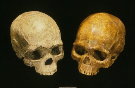 ChrisStringer65's tweet image. #FossilFriday  Replicas of Fish Hoek cranium (South Africa, right) dated ~7000 years old, and the Liujiang cranium (China, left) supposedly 10 times older, but not well dated. Shape comparisons highlight the strong similarities of these geographically distant H. sapiens fossils.