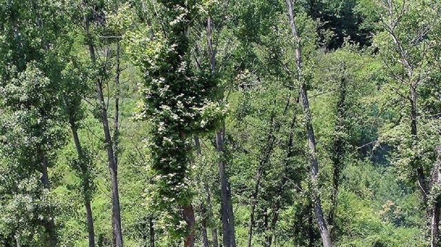 Türkiye Ağaç Platformu 🌲 tweet media