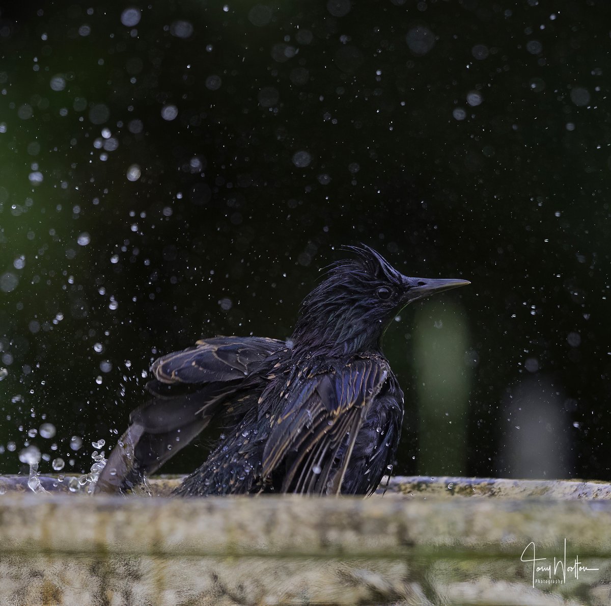 Early morning Bath for this Starling earlier today ...
