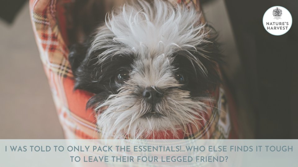 NHPetfood's tweet photo. Did you know that 87% of us dog owners miss their dog while they are away on holiday?? 🐶🐶

#dogsotwitter #dogs #dogoftheday #twitterdaily #instadog #happydog #lovinglife #adogslife #dogsinsummer  #doggosbeingdoggos https://t.co/KL0r7blASe