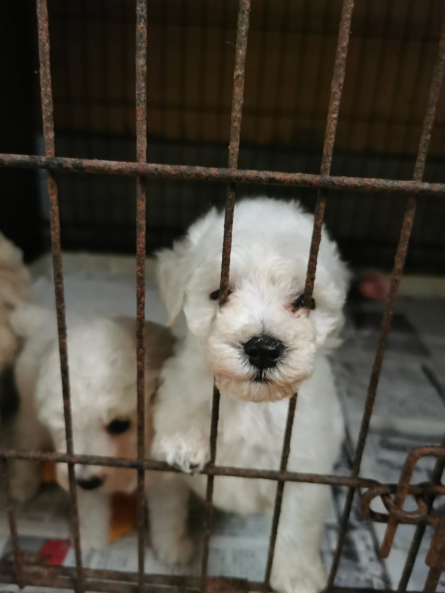 Breeder_Pikkoli's tweet photo. プードルさん(ホワイト)です今日シャンプーをしてフワッフワU´•ﻌ•`U
#プードル #トイプードル #ホワイト #ふわっふわ #初めてのシャンプー #仔犬紹介 https://t.co/P7RuyTkrla
