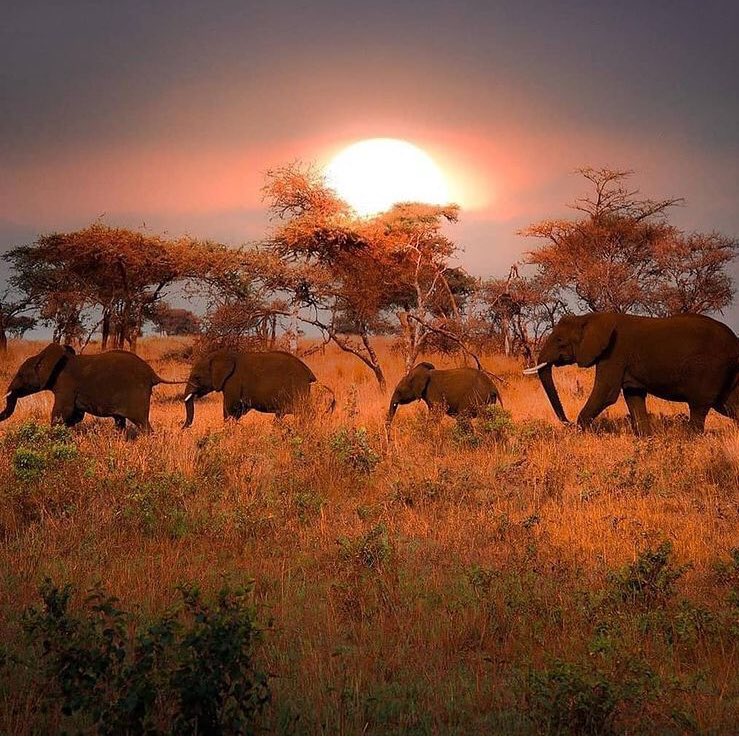 let us make these !!!!   is Amazing  😁😁😁