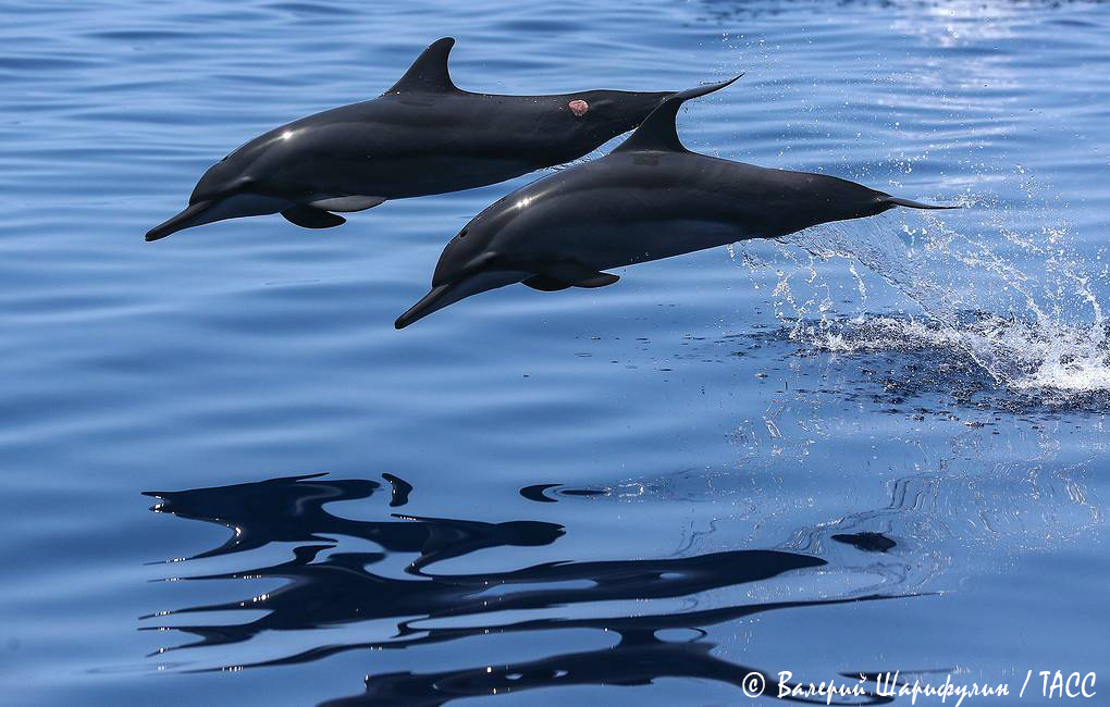 Russia's tweet photo. ๐ท๐บ In #Russia we love & celebrate #WhaleAndDolphinDay!
๐ณ Whales & dolphins are amazing smart & gentle creatures. They roam many of the Russian seas and waters, visiting the coastline to the joy of spectators.
Much is done to preserve & help them recover ๐ค https://t.co/CNBRt61Kro