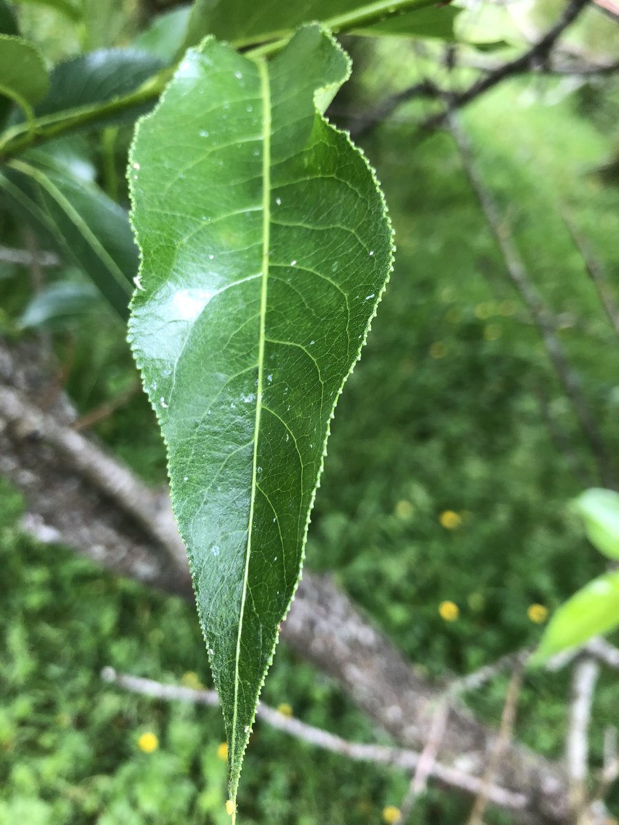 PadelAdam's tweet photo. @cumbriawildlife Enjoyed visiting Bowber Head yesterday, thank you! I was pleased to find this crack willow tree just West of one of the meadows. https://t.co/qoNCrertoi