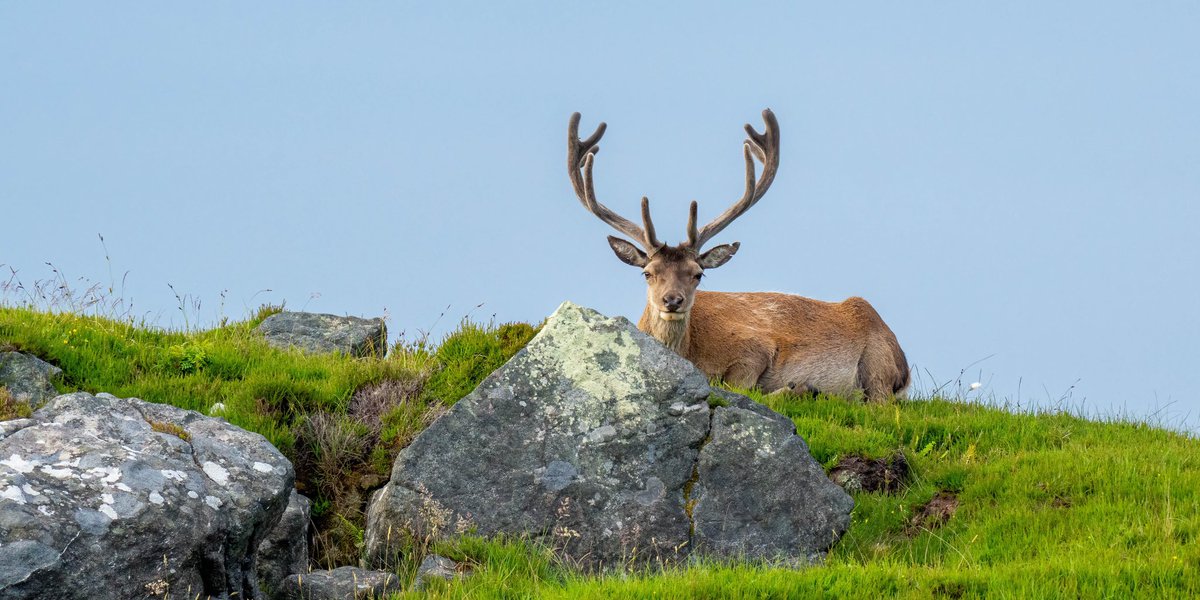 Lovely to see the deer in velvet at this this time of year. Taken this morning on North Uist, Western Isles. #wildlifephotography #deer #outerhebrides #Scotland #wildlife #sonya1 #outdoor #stag