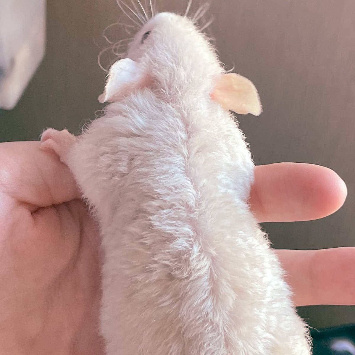 ☁️☁️☁️
#petrat #rat #ratbreeder