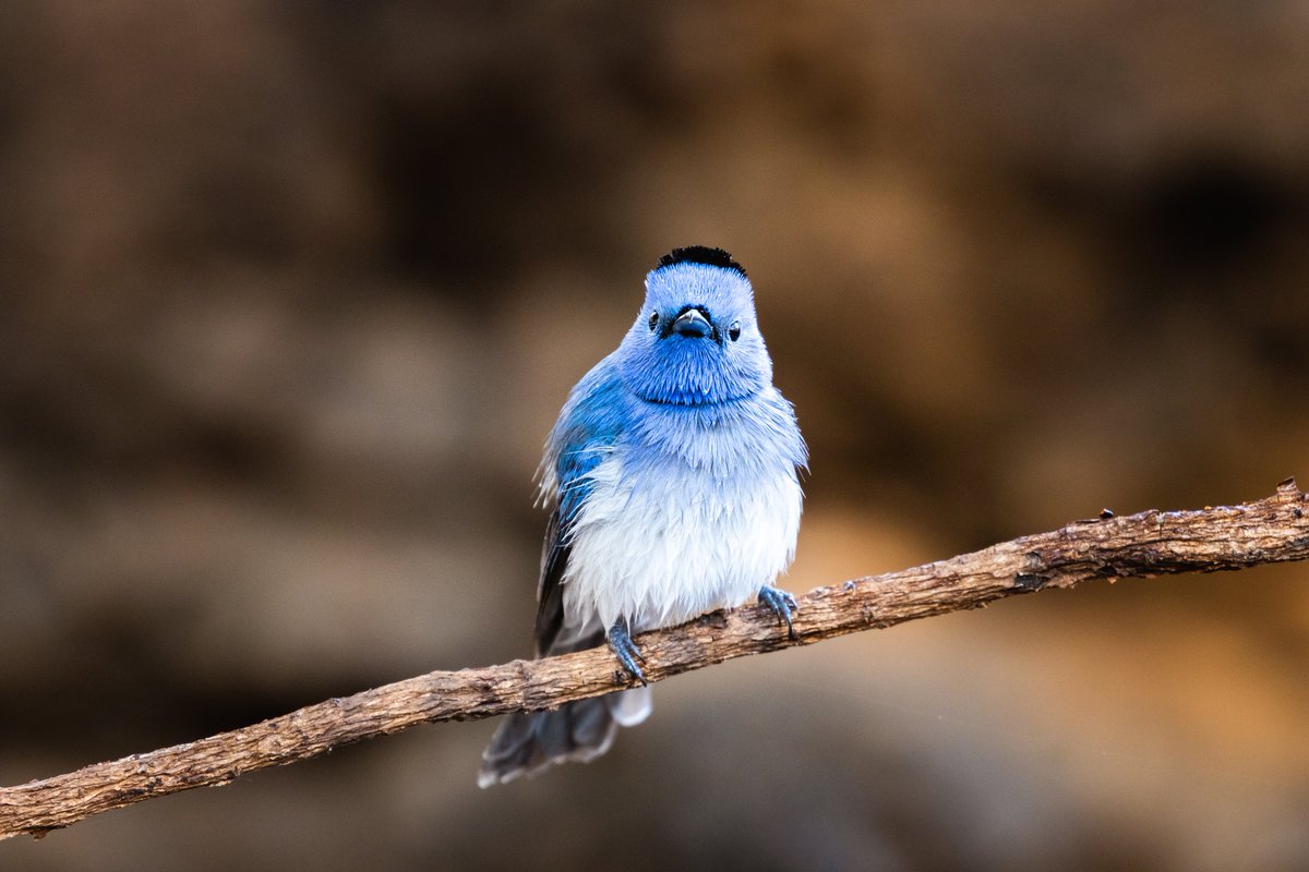 A Black-Naped Monarch is a small agile Passerine Bird belonging to the family of Monarch Flycatchers. #birds #birdphotography #birdwatching #wildlifephotography #twitternaturecommunity #IndiAves #Luv4Wilds #Canon #beauty #PhotooftheDay #BBCWildlifePOTD