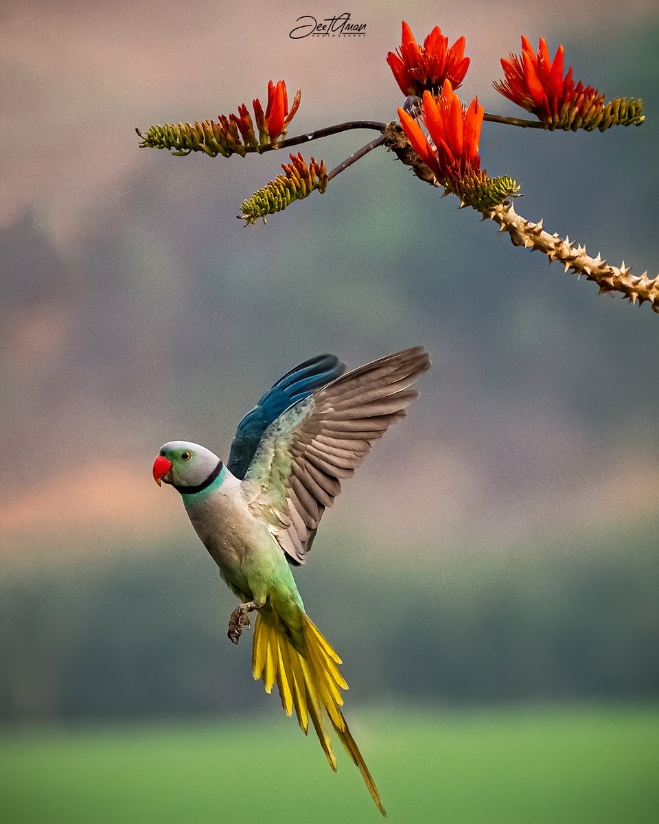 #birdlovers Malabar Parakeet @WildlifeMag @NatureUK @NearbyWild @30DaysWild @Team4Nature @ThePhotoHour @WorldofWilds #TwitterNatureCommunity #BBCWildlifePOTD #NaturePhotography #BirdsSeenIn2021 #birdwatching #BirdTwitter #birdphotography #Luv4Wilds #birdsofindia #birding #birb