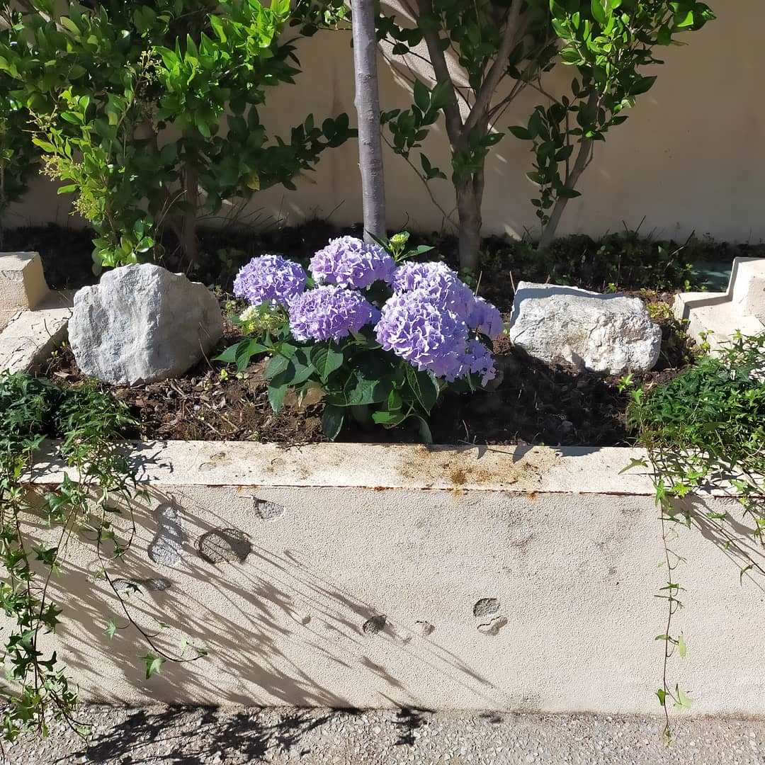 ProLocoPallare's tweet photo. Ogni fiore che sboccia ci ricorda che il mondo non è ancora stanco dei colori.
(Fabrizio Caramagna) https://t.co/myNKbWZWAG