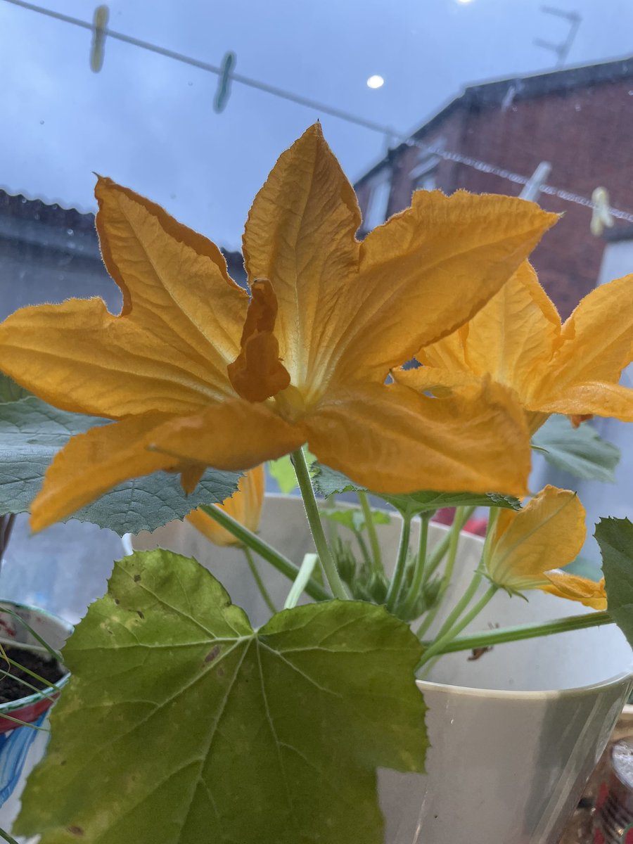 MissNuttallDT's tweet photo. Super chuffed that I’ve managed to actually grow from seed this year! Herbs AND courgettes…. Hopefully some real life veggies show up soon https://t.co/EPExMORhpr