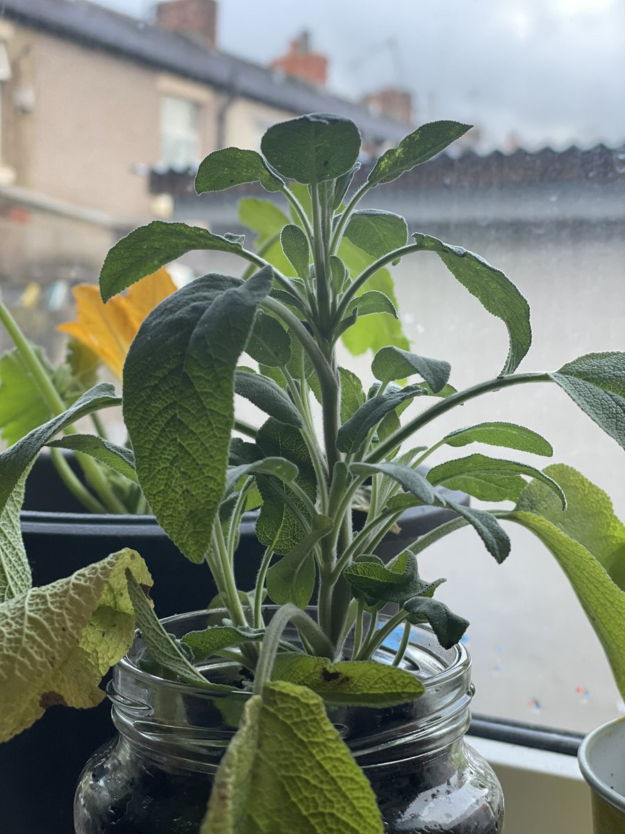 MissNuttallDT's tweet photo. Super chuffed that I’ve managed to actually grow from seed this year! Herbs AND courgettes…. Hopefully some real life veggies show up soon https://t.co/EPExMORhpr
