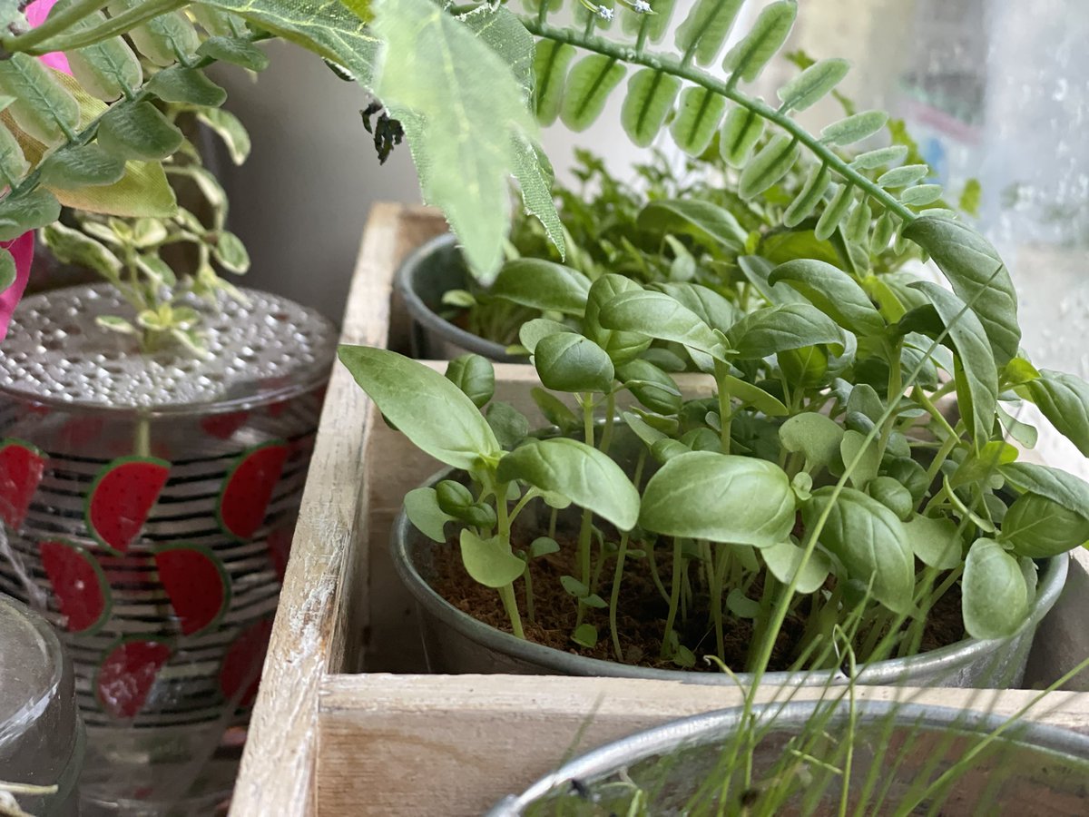 MissNuttallDT's tweet photo. Super chuffed that I’ve managed to actually grow from seed this year! Herbs AND courgettes…. Hopefully some real life veggies show up soon https://t.co/EPExMORhpr
