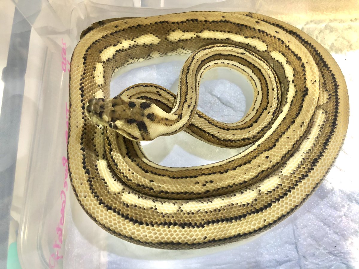 miyanosyouten's tweet image. カーペットパイソン入荷に伴い
さて
モルフ物は何時でも手に入るんですが純血種って入手出来る時と無い時あるからマイコレにして隠しると持ってかれる(泣)
今回は死守‼︎ブラックジャングル!
#カーペットパイソン #ukpythons #カーペットパイソン入荷