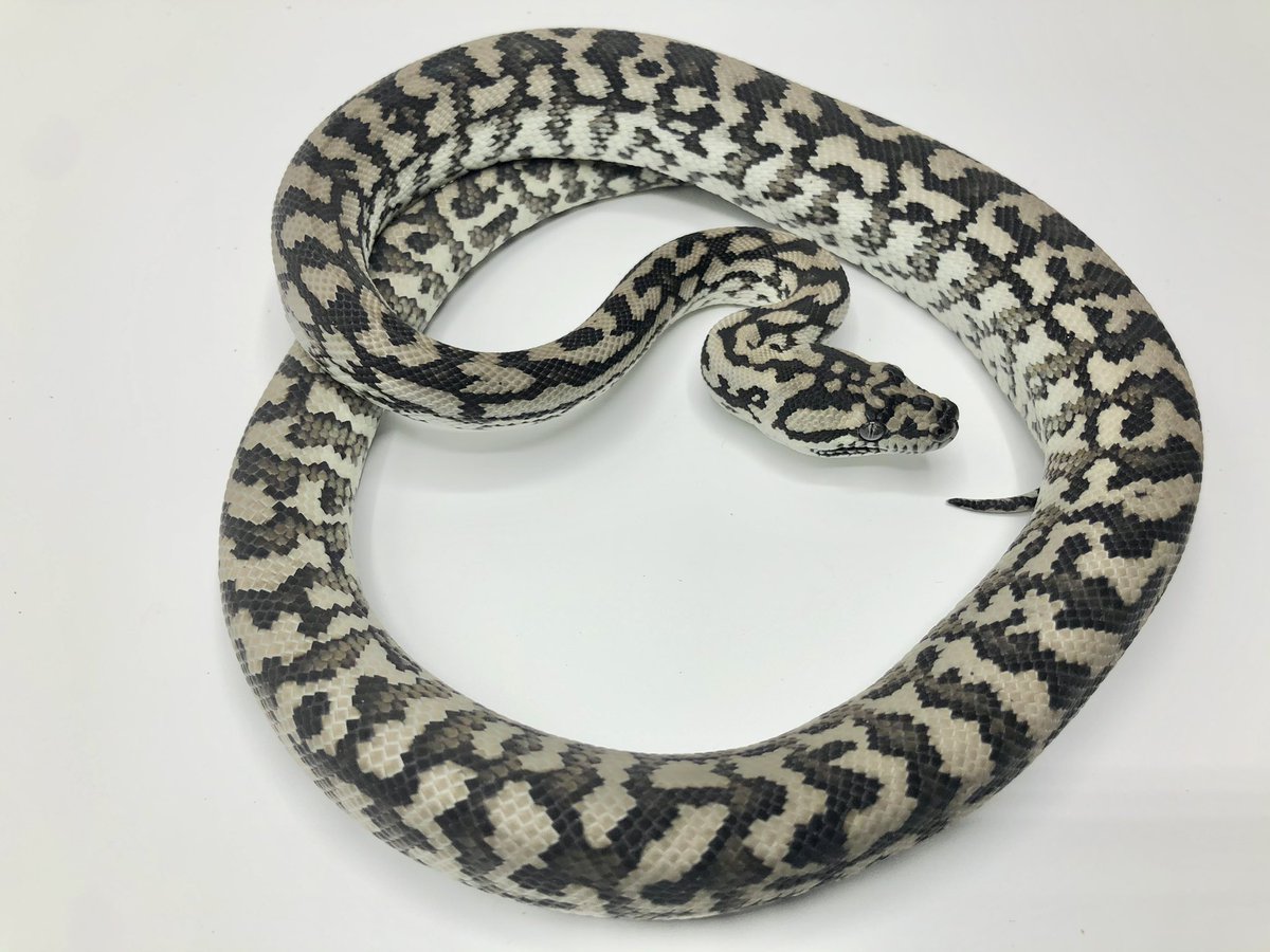 miyanosyouten's tweet image. カーペットパイソン入荷に伴い
さて
モルフ物は何時でも手に入るんですが純血種って入手出来る時と無い時あるからマイコレにして隠しると持ってかれる(泣)
今回は死守‼︎ブラックジャングル!
#カーペットパイソン #ukpythons #カーペットパイソン入荷