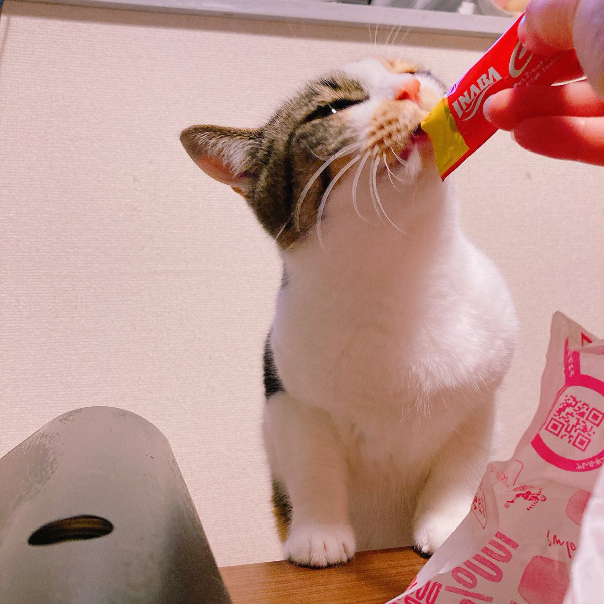 cat_YASHINAI's tweet photo. 今日は小石と暮らし始めた記念日です👏 https://t.co/3OJ1CSxMNG