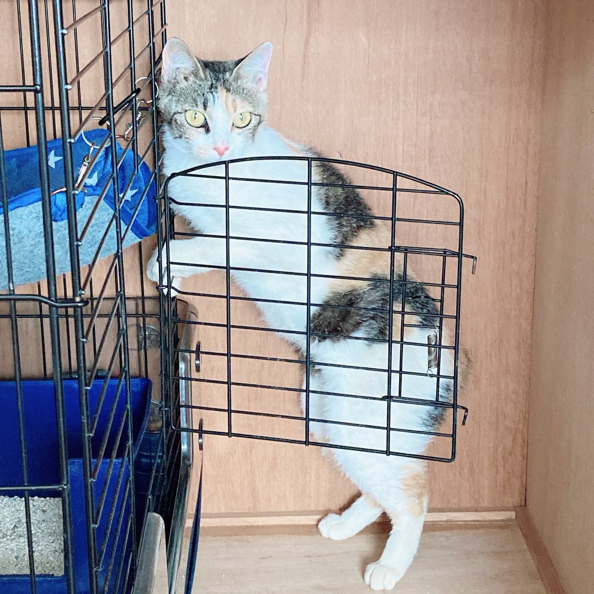 cat_YASHINAI's tweet photo. 今日は小石と暮らし始めた記念日です👏 https://t.co/3OJ1CSxMNG