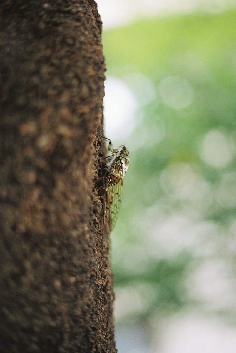 film_sg's tweet photo. 隙間

写真は2019年

Location #宮城県　#仙台市　

EOS55/EF50mmF1.8ii/Kodak ColorPlus200

#ミンミンゼミ #lofigrapher #lifewithkodak #film #photograghy https://t.co/RvLeuWt1bd
