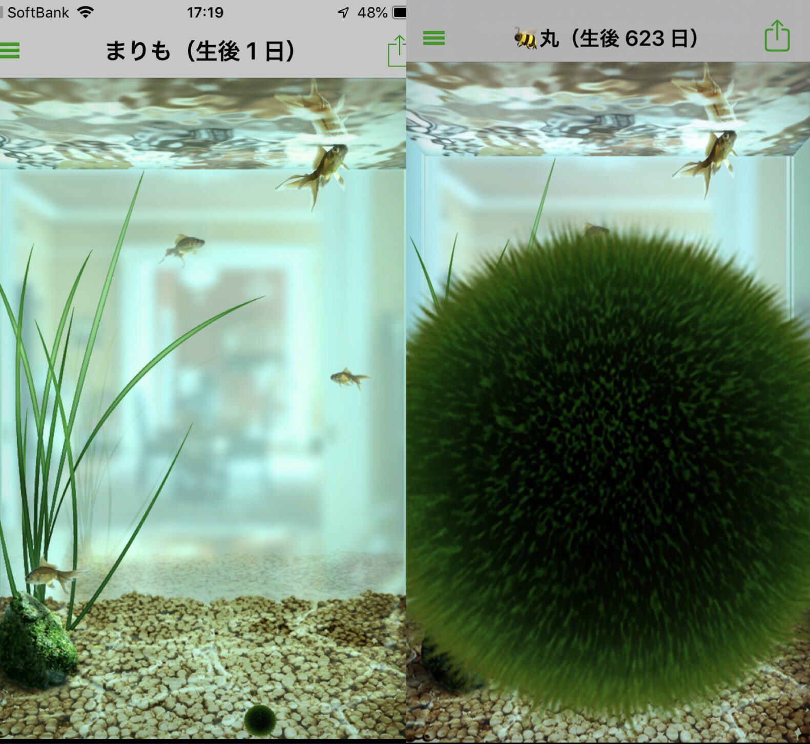 まりも飼育 Twitter Search Twitter