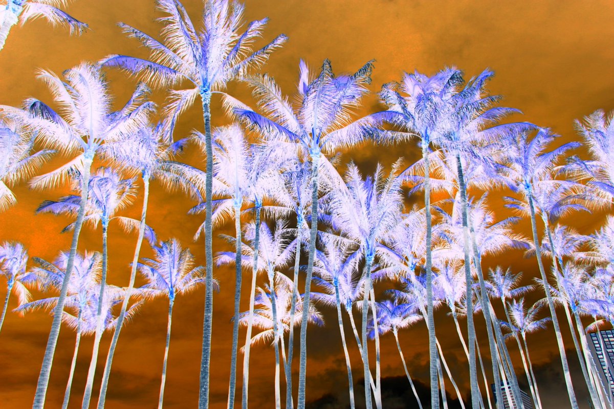 kaddish_s's tweet photo. My 1st #ukiah:
(reverse #haiku inspired by #inverted #photo)
feather-like white palm fronds soft
sway high in hot waft
in fiery sky held aloft
-@Experimentsinfc #APoemADay #reversehaiku #3lines #poem #poetry #micropoetry #invert #photography
-Ukiah: https://t.co/rXwJwow6Fe https://t.co/Ht1VR2deu4