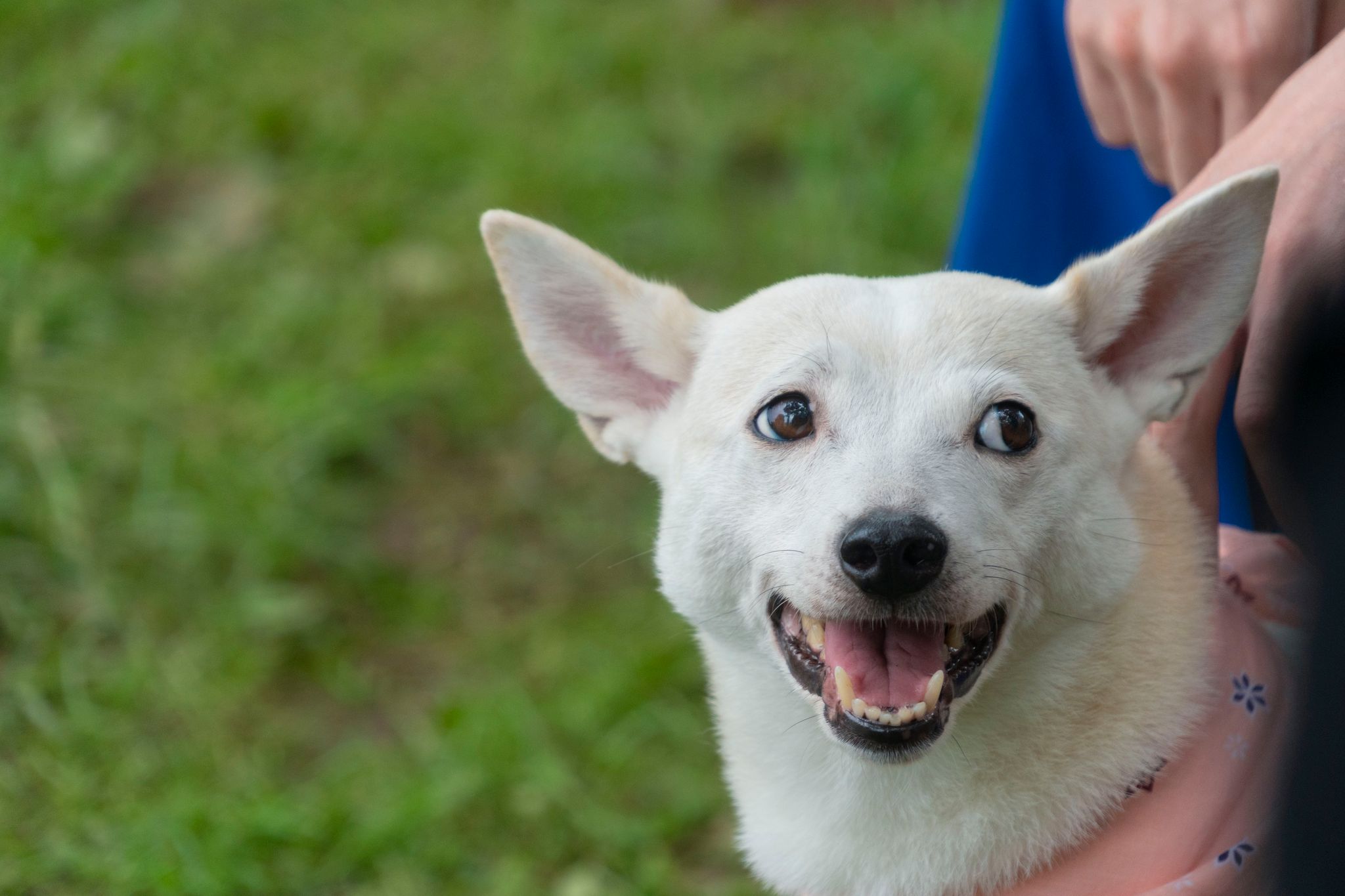 映画 犬部 公式 Pa Twitter ˋ 犬猫豆知識 ˎ 犬がお散歩中に飼い主をちらっと見るのはなぜ 信頼関係によって生まれる行動で 楽しい状況を共有したい 見張ってくれる 守ってくれる など 飼い主を確認しながら 目を合わせることで安心感を得ている
