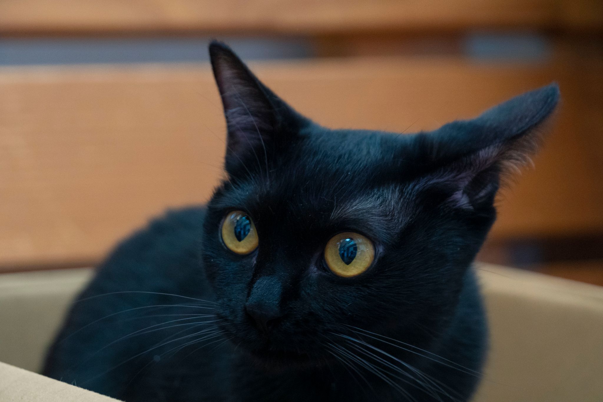映画 犬部 公式 ˋ 犬猫豆知識 ˎ 猫の ゴロゴロ は 人に対しても癒し効果があるというのは本当 音を聞いた方の心拍数が下がったり 骨粗鬆症の方の骨密度が増加したという報告があるのだとか 動物と一緒にいることで癒し効果や健康増進がみ