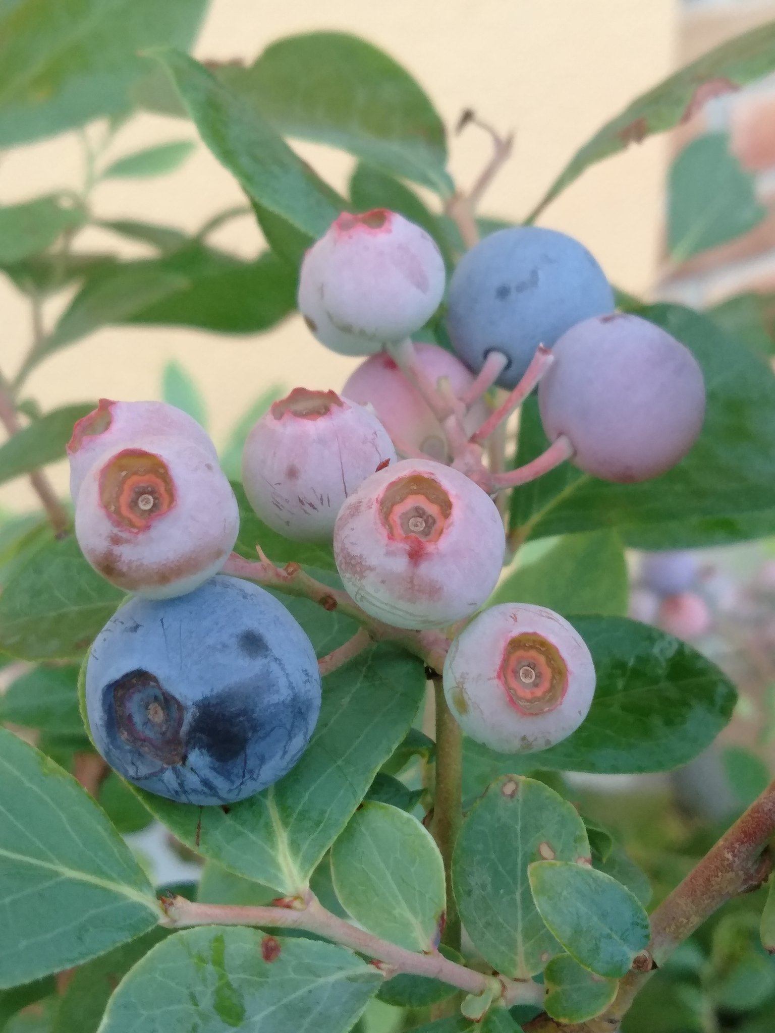 家庭菜園楽しんでます ブルーベリー色ついてきた 農業 農業日記 家庭菜園日記 農業ライフ 農業好き 家庭菜園 家庭菜園初心者 家庭菜園好きな人と繋がりたい プランター栽培 プランター栽培初心者 農家さんと繋がりたい 農業好きな人と