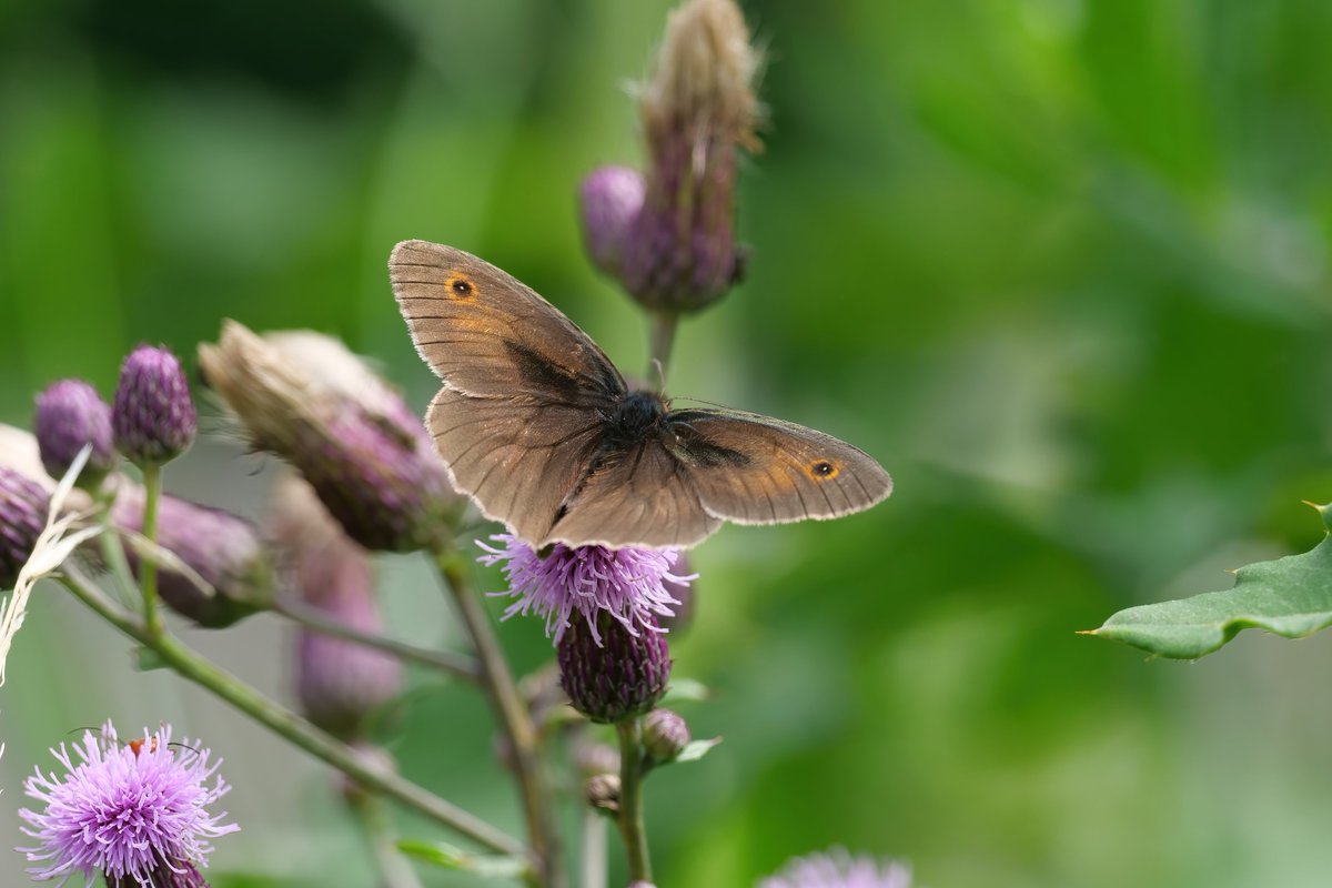 #Schautmal, ein "Großes Ochsenauge" ein sehr eigenartiger Name für einen schönen #Schmetterling. Bei uns beginnen die Disteln zu blühen, diese ziehen wiederum die Schmetterlinge an.

#TwitterNatureCommunity #butterflies #NaturePhotography #wildlife #wildlifephotography #Luv4wilds