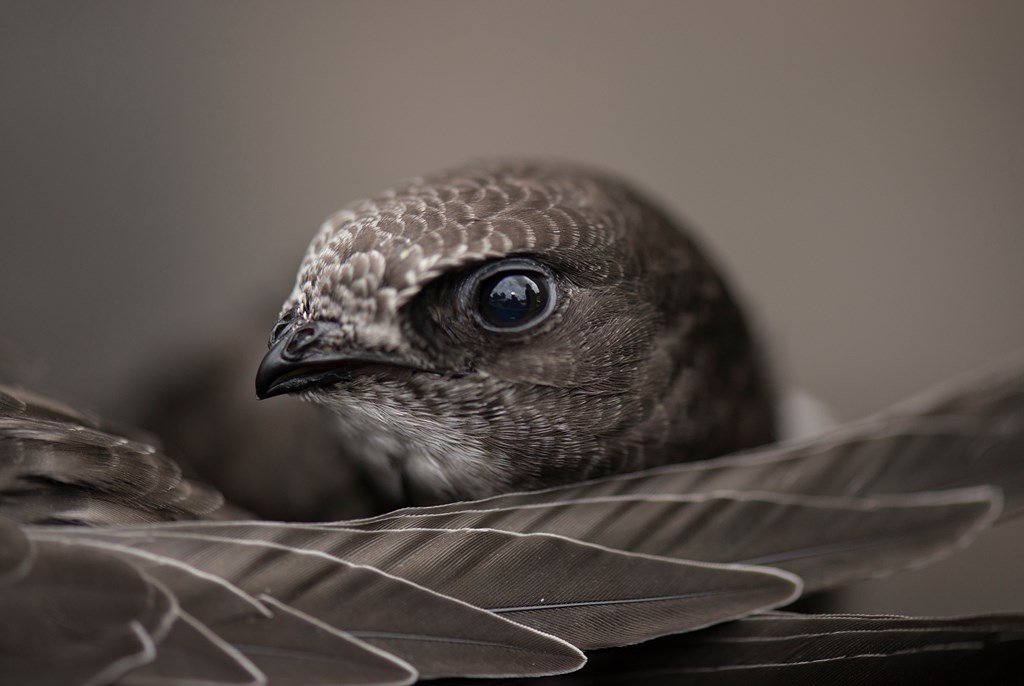 Natures_Voice's tweet image. Nicknames for swifts include deviling, shriek owl, screecher and skeer devil - names inspired by their screaming! 🔊 Don&apos;t forget to report your local nesting swifts on #SwiftMapper 👉 bit.ly/RSPBSwiftMapper