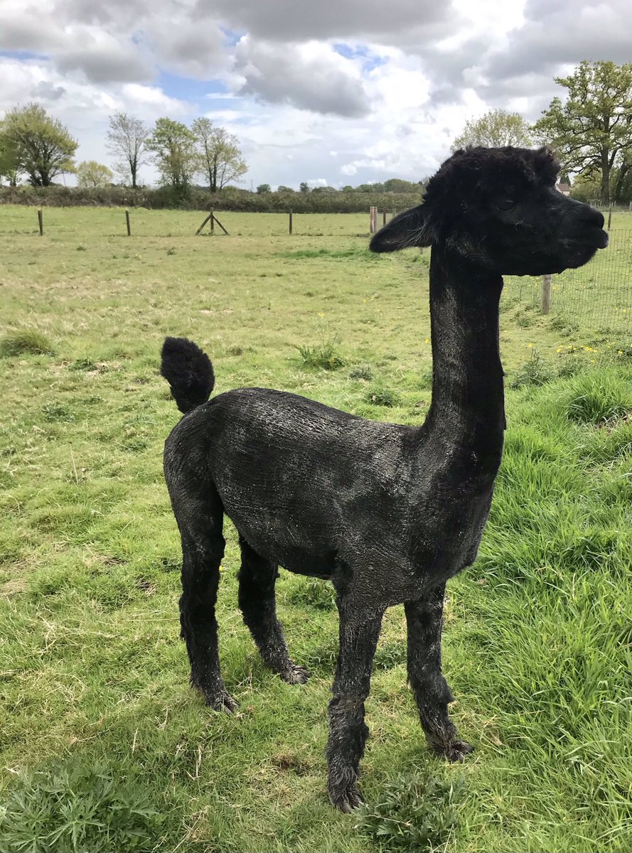 alpacapower's tweet photo. #sundayvibes nothing like a good roll in some mud 🖤💜😎#savegeronimo @SaveGeronimo @ChiefVetUK #nothingwrongwithme #goodmorning #Accountability #AnimalCruelty #CommonSense #honesty #principlesofpubliclife @michaelgove #georgeeustice https://t.co/vJR0GUq4Ea
