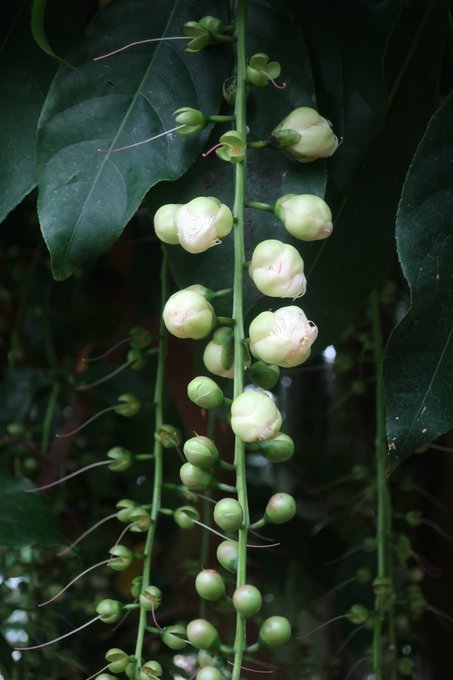 大温室のtwitterイラスト検索結果