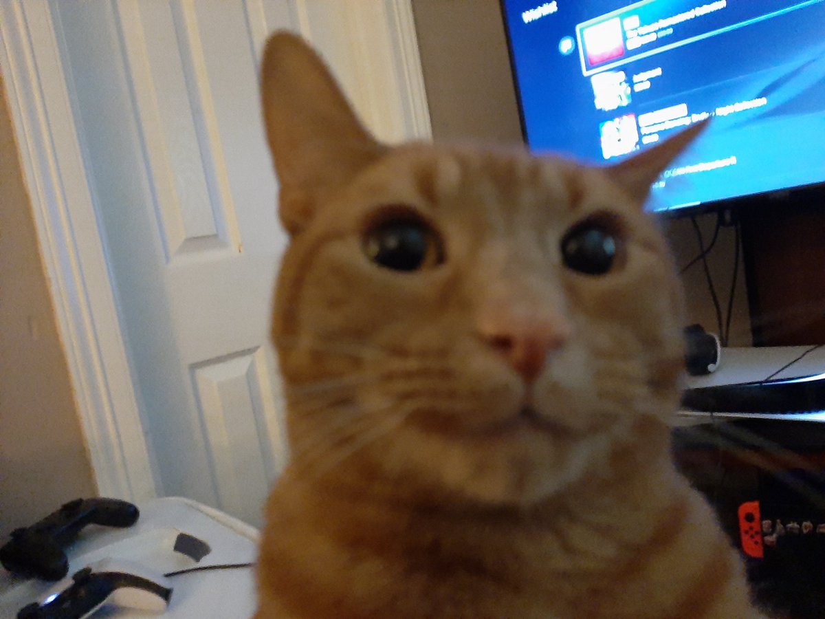 PixelMeowMeow's tweet photo. yeahhhh yeahhh https://t.co/fryVv12GUo