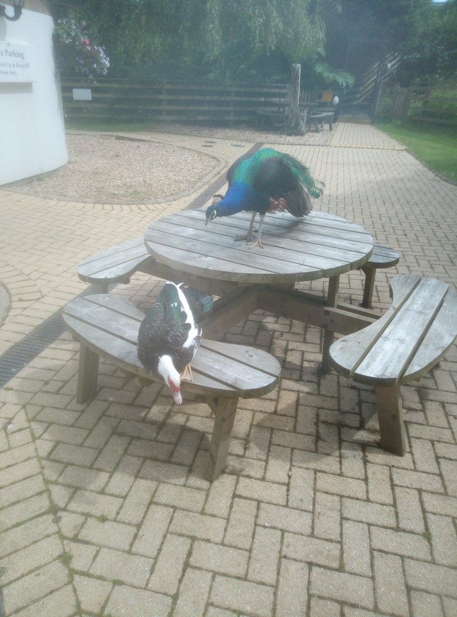 WesWeeks94's tweet photo. A Sunday morning breakfast date for 2! 🐦🦆 #woodfordbridge https://t.co/WIepikbeLu