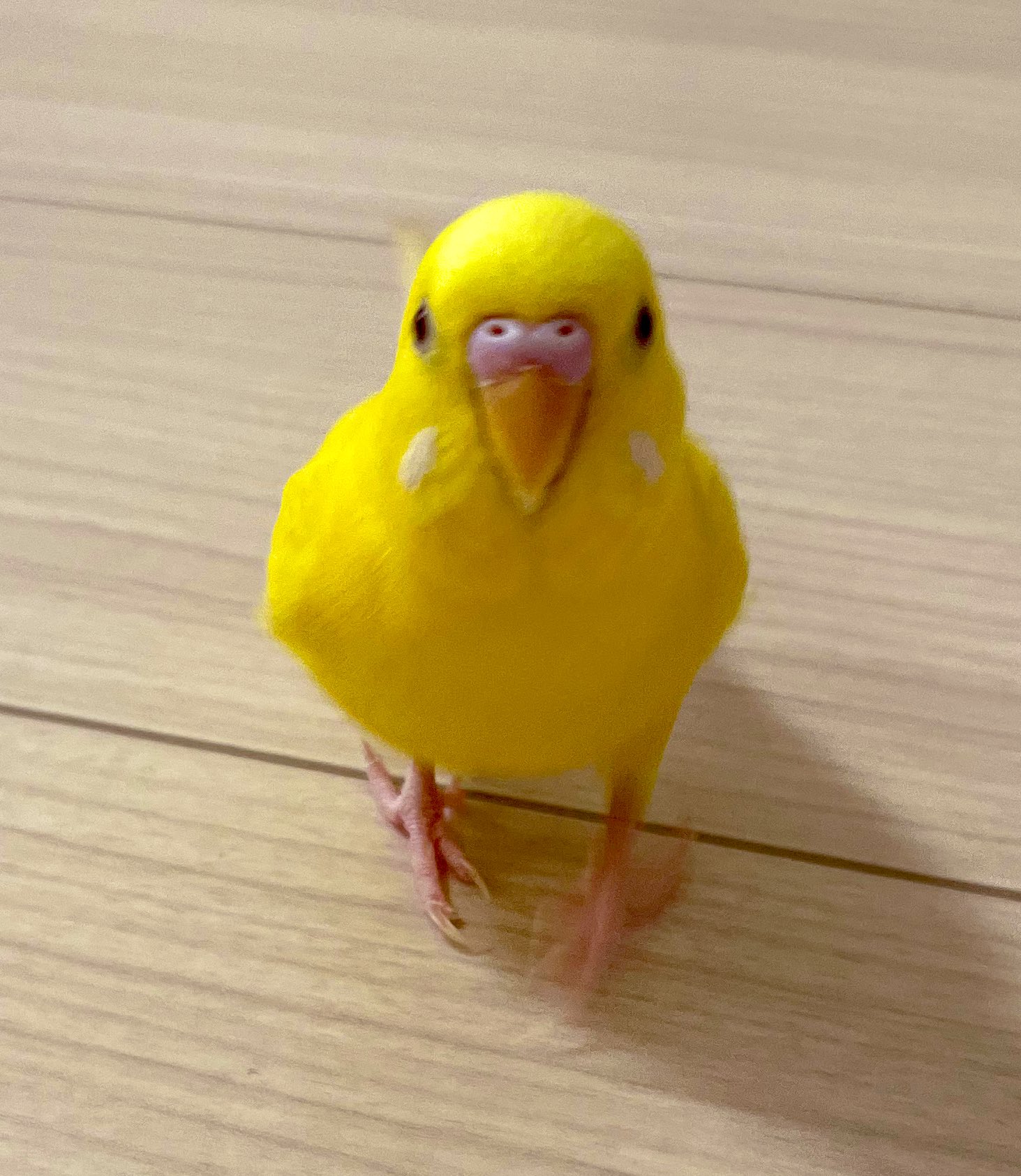 セキセイインコ ルチノー ちゃん Gwsc9vyncypnsjl Twitter