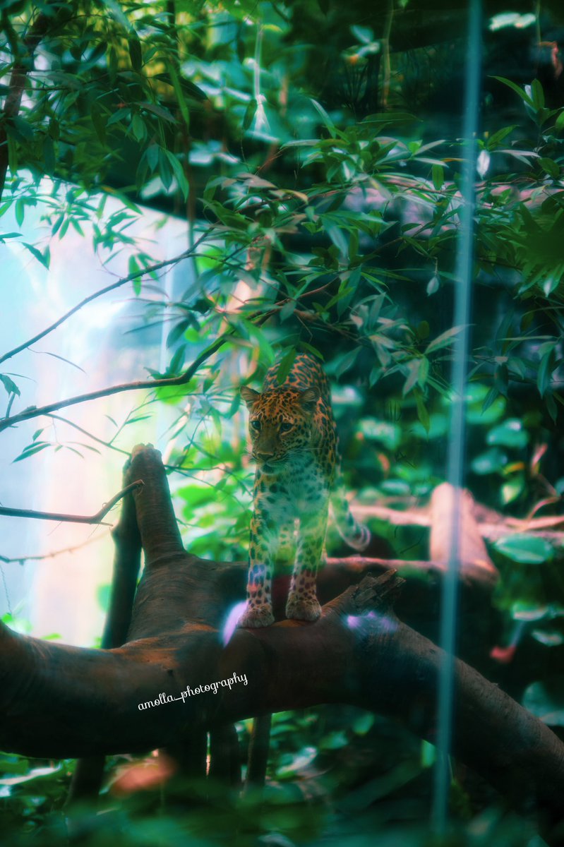 adler (@adler_molla3) on Twitter photo The Leopard represents cunning, strength, and power.
It’s also a great Model, pose for me Pretty Kitty lol
<a href="/WorldofWilds/">WorldOfWilds</a> <a href="/ThePhotoHour/">#ThePhotoHour</a> #BBCWildlifePOTD #natgeo #NaturePhotography #Luv4Wilds #wildindiaecotours #nature #wildlife
@wildlifemag #leopard The Leopard represents cunning, strength, and power.
It’s also a great Model, pose for me Pretty Kitty lol
<a href="/WorldofWilds/">WorldOfWilds</a> <a href="/ThePhotoHour/">#ThePhotoHour</a> #BBCWildlifePOTD #natgeo #NaturePhotography #Luv4Wilds #wildindiaecotours #nature #wildlife
@wildlifemag #leopard