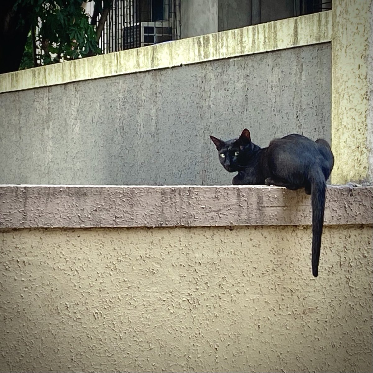 I hope 🤞🏻 to spot a black panther 🐆 in wild someday 😅… it’s still in my wish list 😇
#black #cat ❤️ 
#UrbanJungle #Mumbai #leopard #IndiWild #luv4Wilds