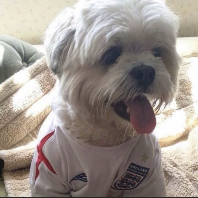 ParsleyMeek's tweet image. Never mind 55 years of hurt…. It’s been nearly 70 for me in doggy years! #ComeOnEngland #ItsComingHome #EnglandvsItaly #ThreeLions