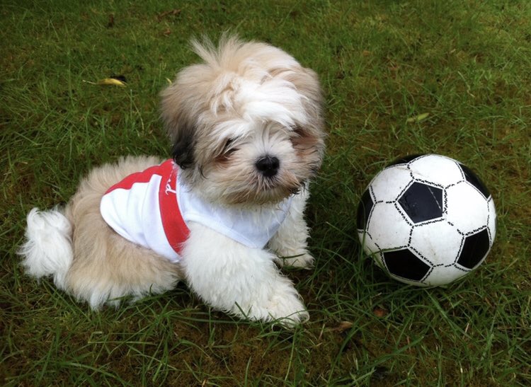 ParsleyMeek's tweet image. Never mind 55 years of hurt…. It’s been nearly 70 for me in doggy years! #ComeOnEngland #ItsComingHome #EnglandvsItaly #ThreeLions