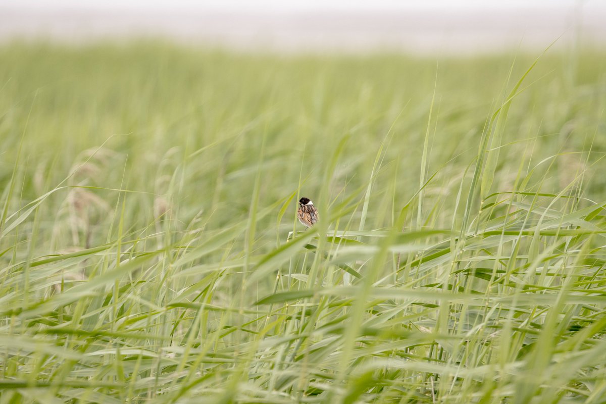 This Reed Bunting really took the "reed" part of his name to heart
#TwitterNatureCommunity #birdphotography #birdwatching #naturelovers #wildlife #wildlifeconservation
#BirdsSeenIn2021  #BirdTwitter  #Luv4Wilds #birdwatching #birdphotography #ThePhotoHour