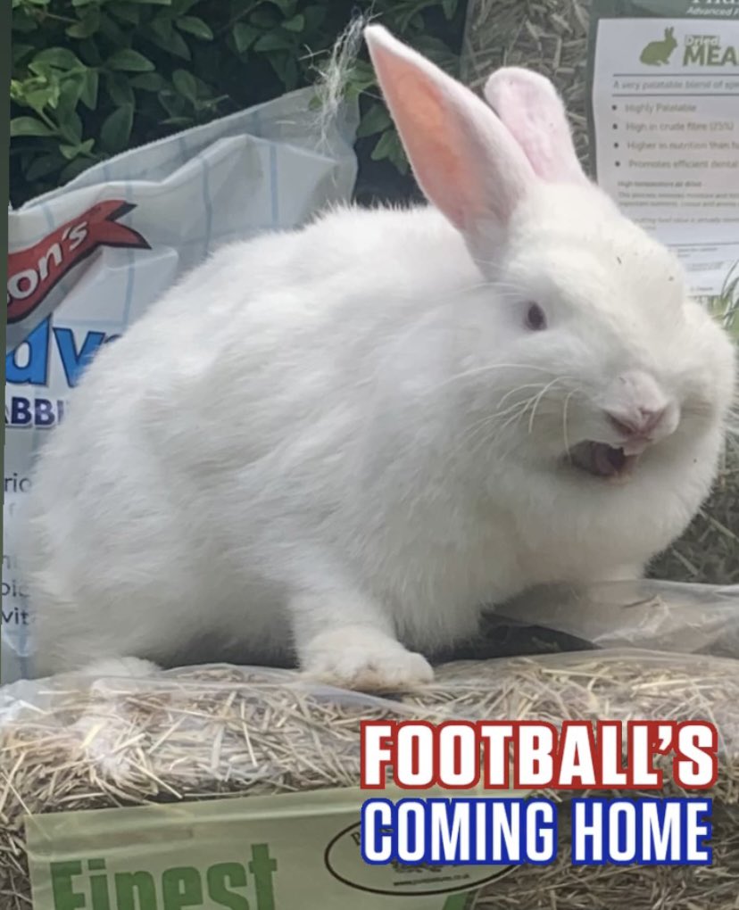The buns here are getting exciting for the football tonight! Jude has been practicing her chants all morning 🐰⚽️ See our insta story to see th buns showing off their ball skills as Twitter won’t post the video! #ItsComingHome #ComeOnEngland #rabbitrescue