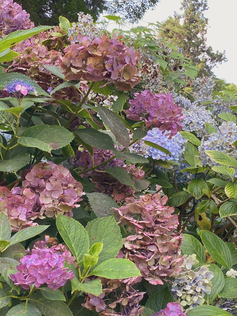 いずね便 吉備津神社の紫陽花は流石に終わりかけでしたが こういうアンティークな色合いになったのも好き 吉備津神社 紫陽花 いずね便 吉備津神社の紫陽花は流石に終わりかけでしたが こういうアンティークな色合いになったのも好き 吉備津神社 紫陽花
