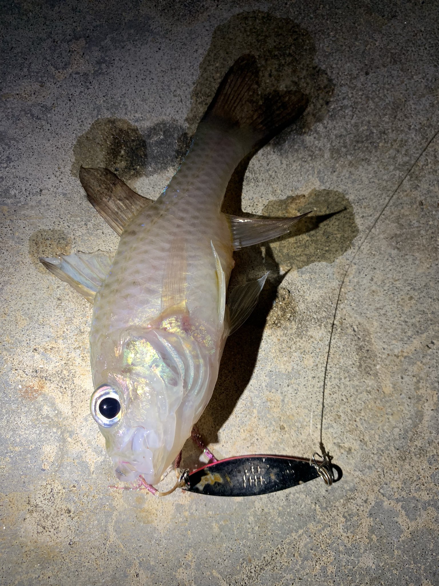 ヒロ 夜はまた 違う魚種がつれたりする 蛙スプーン 石垣島 ナイトゲーム 釣り 沖縄ルアー ユカタイシモチ ミスジアカヒレイシモチ T Co Tyfq6f3v8v Twitter