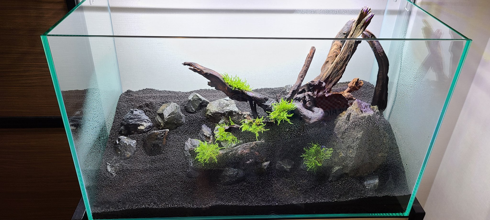 44turkey58 新規60cm水槽立ち上げ 軽石 プラチナソイル アマゾニアソイル 風山石 ホーンウッドで三角レイアウト水槽作ってみました 前景にグロッソ 流木に南米ウィローモス あとは後景にロタラグリーンとロタラsphra植えて 中景は考える